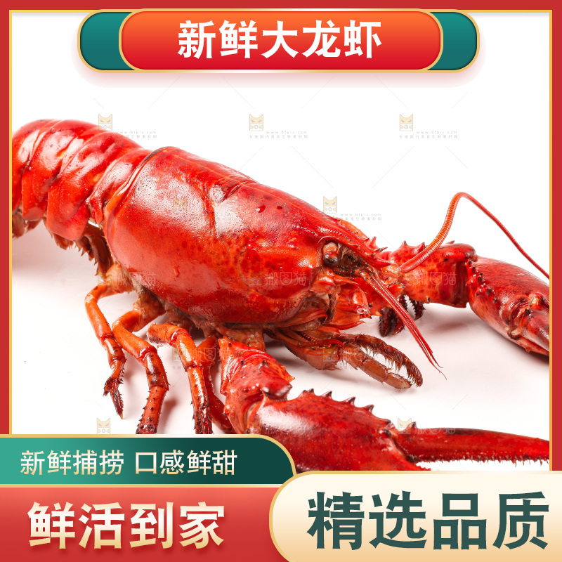 白底上放着澳洲龙虾