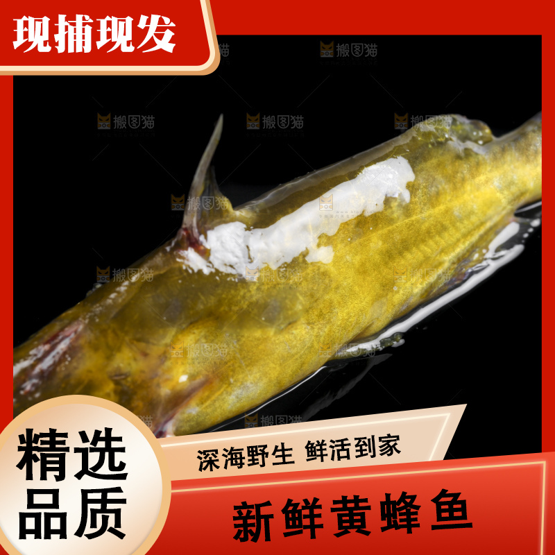 黑底上的黄骨鱼