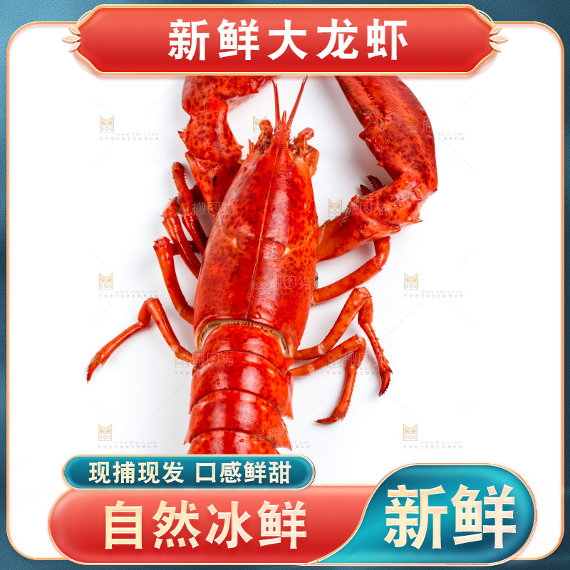 白底上的波士顿大龙虾