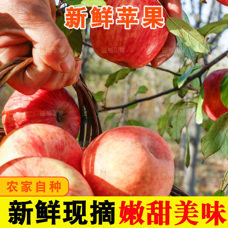 篮子里装着冰糖心苹果