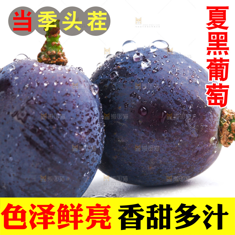 新鲜夏黑葡萄放在白底上