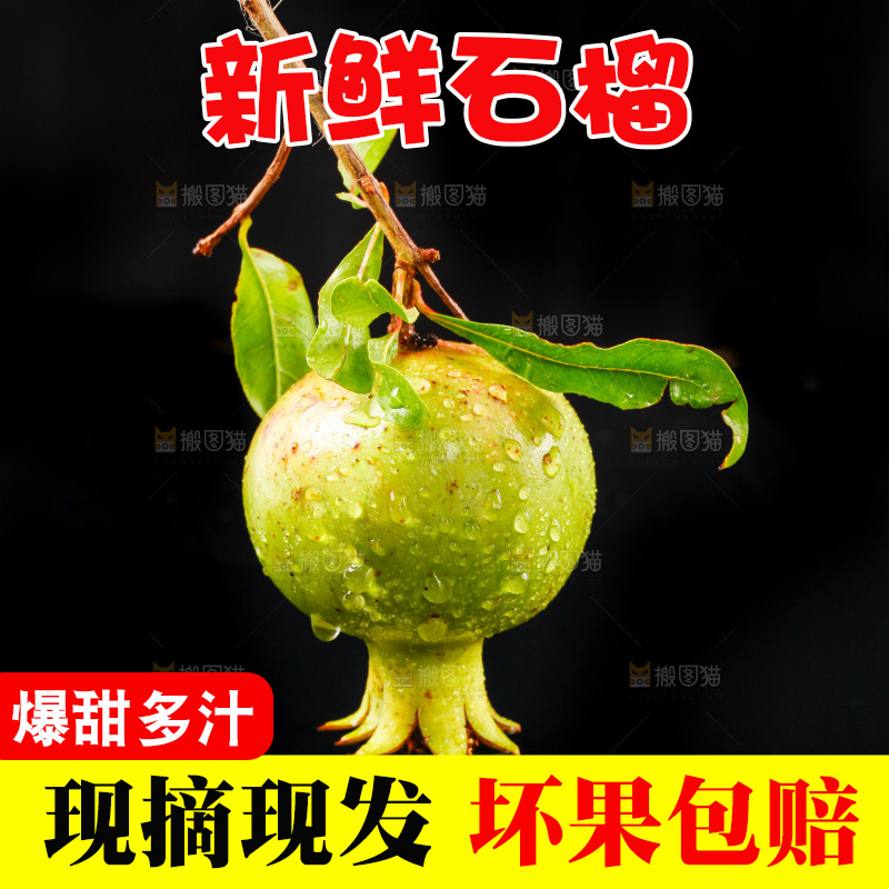 黑底上的软籽石榴