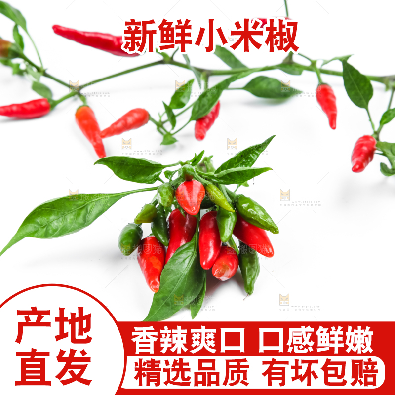 白底上的小米椒