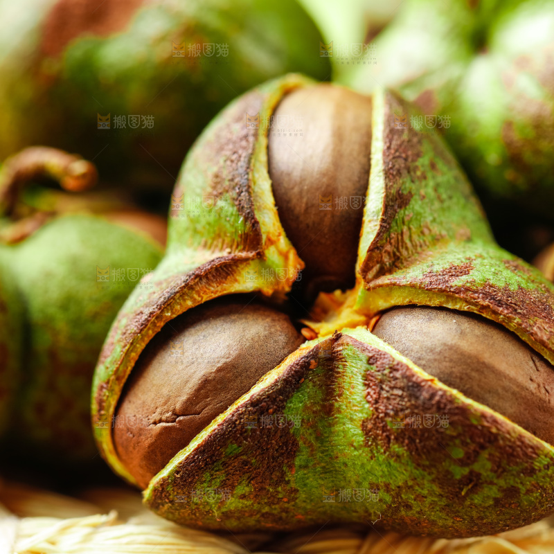 深底上的茶树果