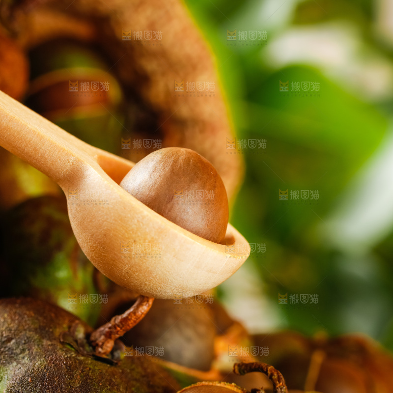 勺子里的茶籽