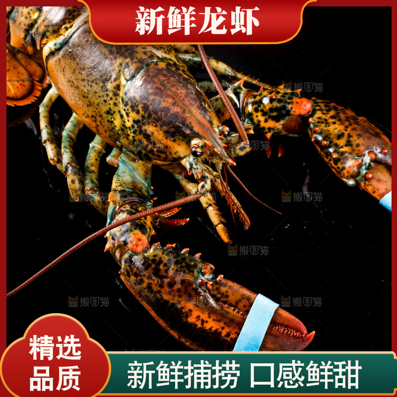 黑底上的澳洲龙虾