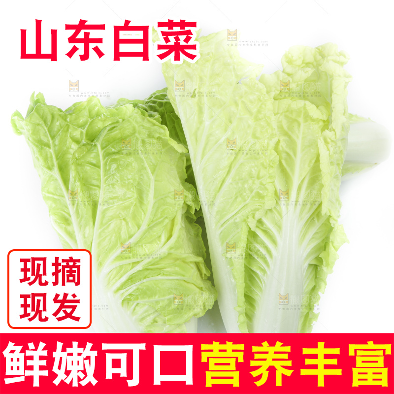 白底上放着大白菜