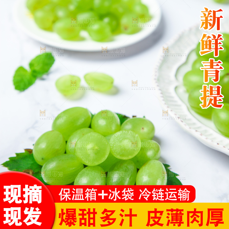 浅底上的青提