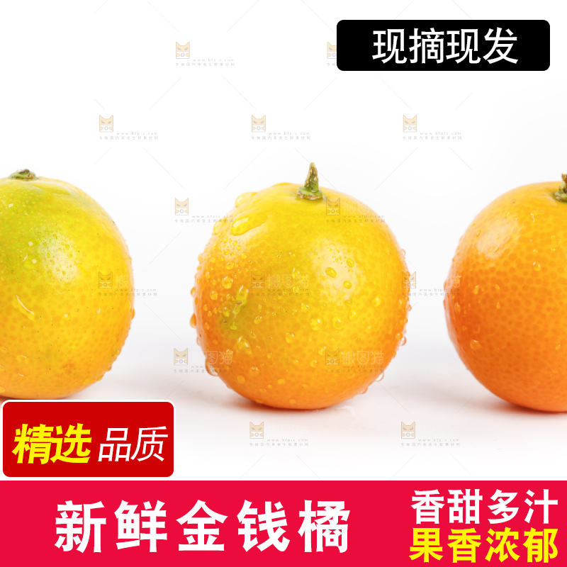 白底上的金桔