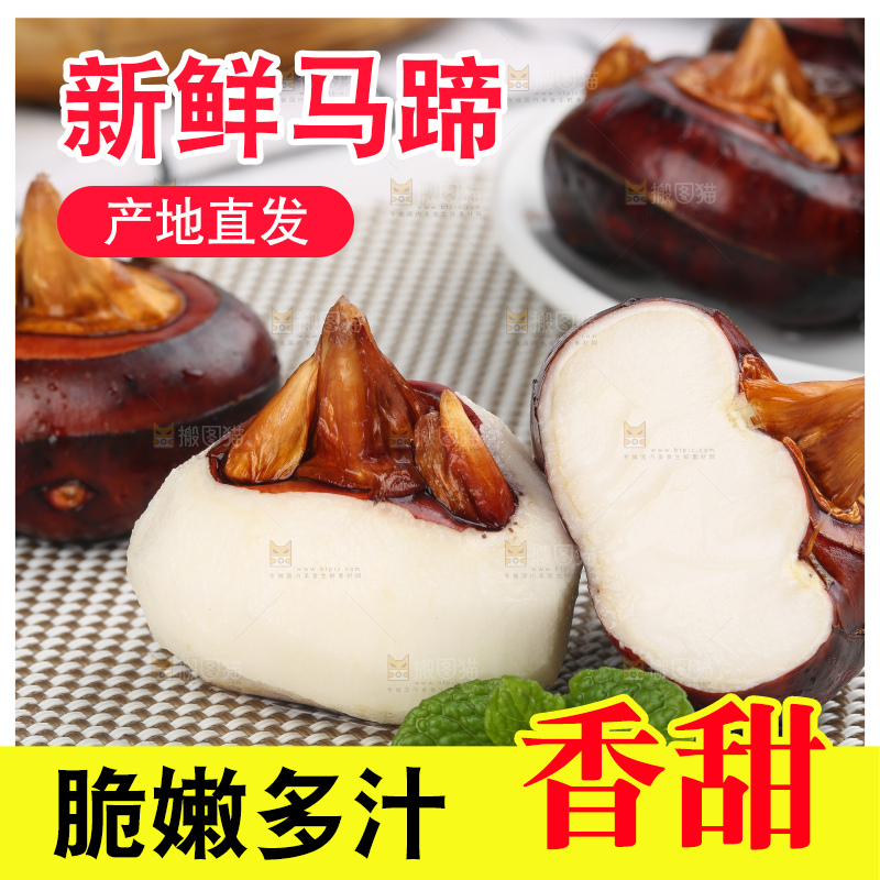 浅底上的马蹄果