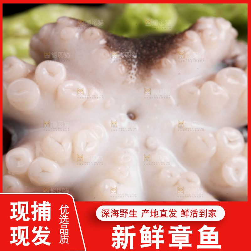 黑底上放着大连章鱼