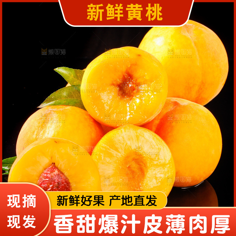 黑底上的黄毛桃