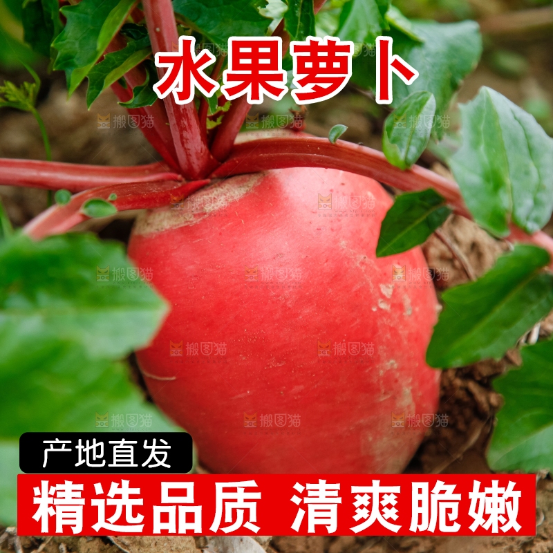 地里种着红萝卜