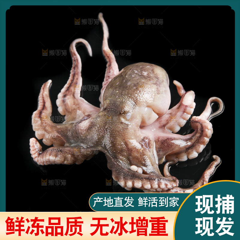 黑底上的八爪鱼
