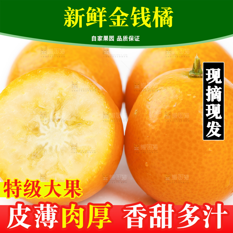 白底上的金桔