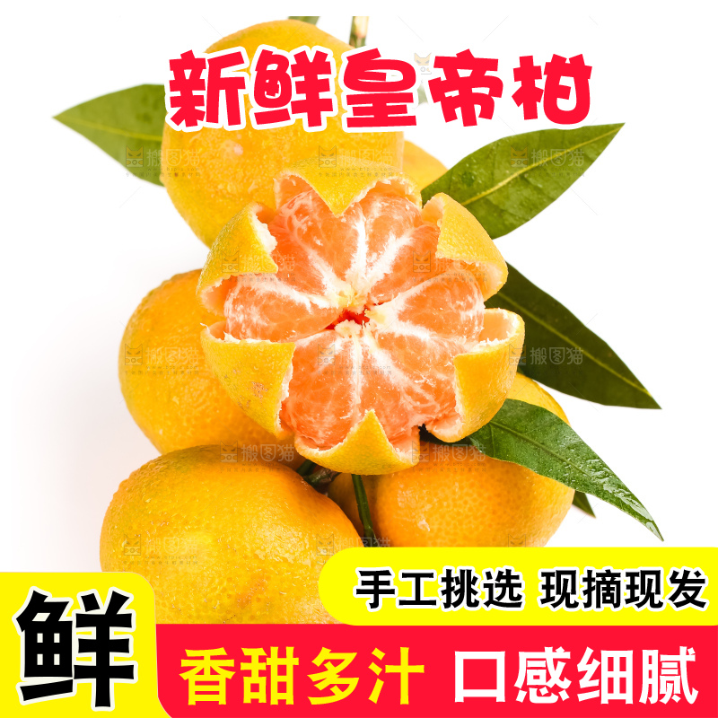 白底树枝上的新鲜皇帝柑