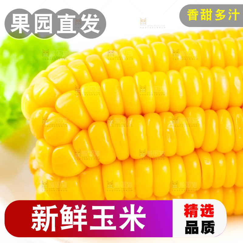 白底上放着黄玉米