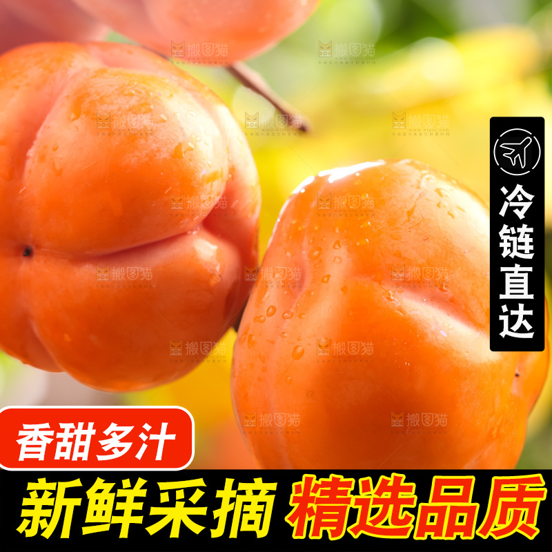 树枝上挂着磨盘柿