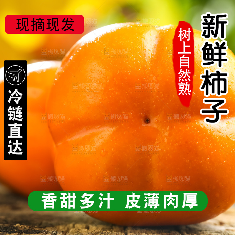 木底上的磨盘大柿子