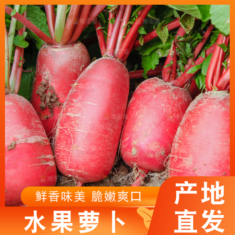 地里长着红萝卜