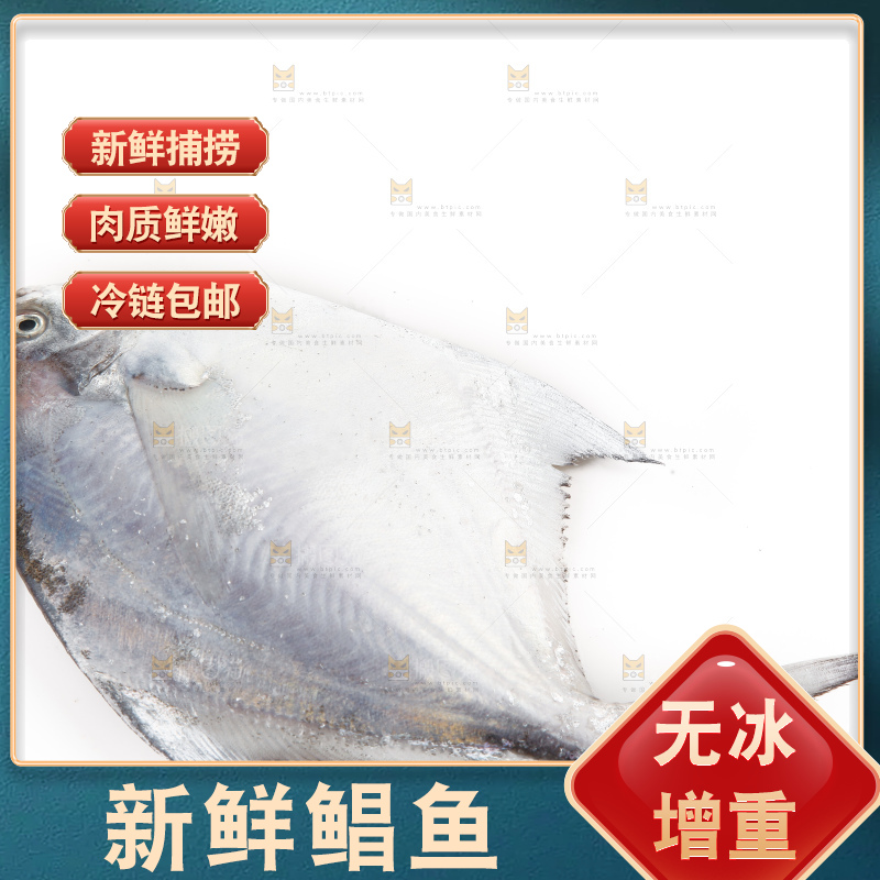 白底上的深海银鲳鱼