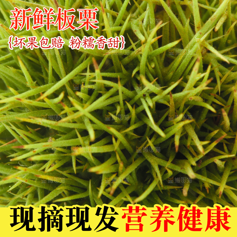白底上放着迁西板栗