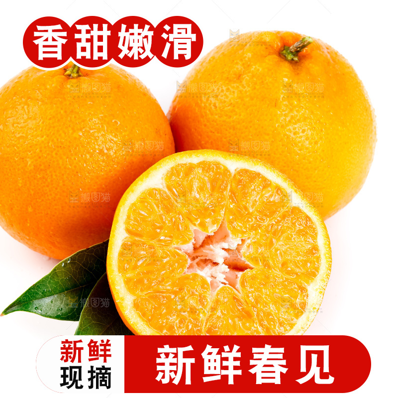 白底上的春见耙耙柑