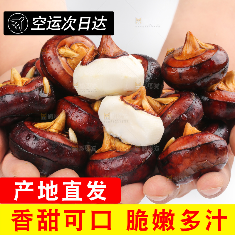 手里捧着湖北新鲜马蹄