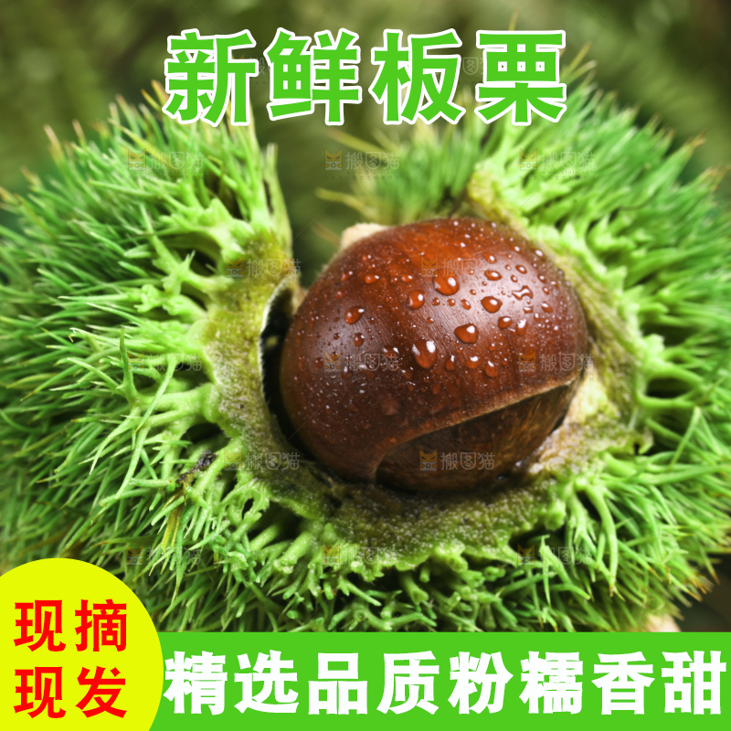 手里拿着新鲜板栗