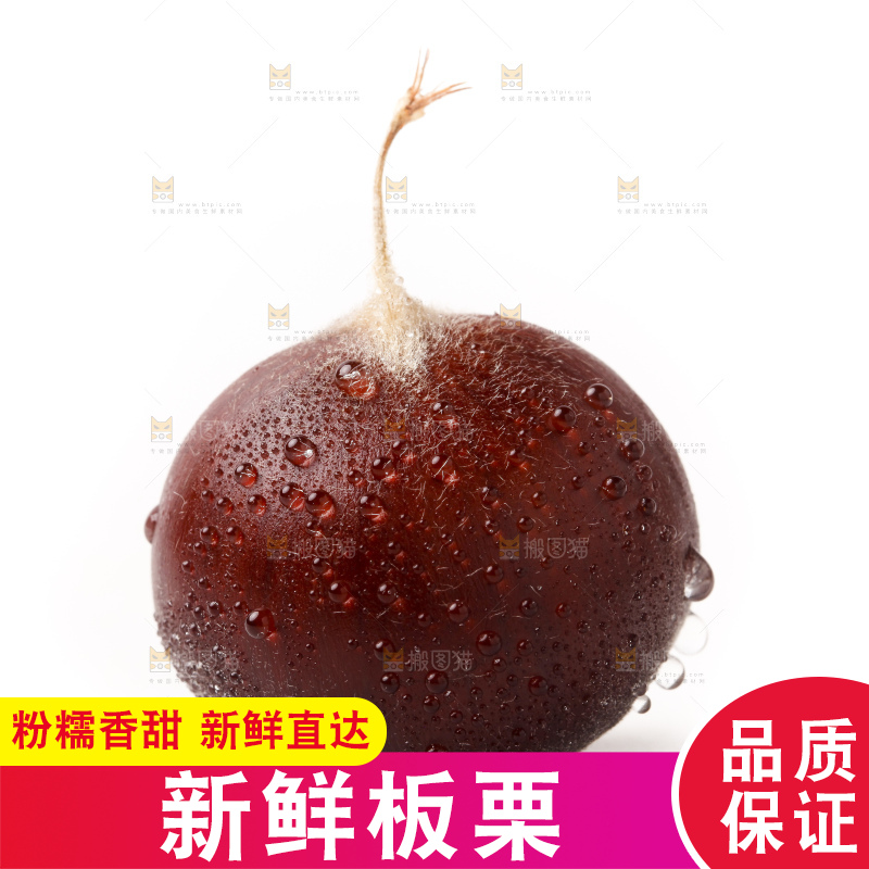 浅底上的迁西板栗
