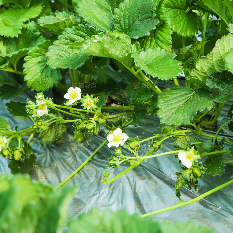 草莓种植基地