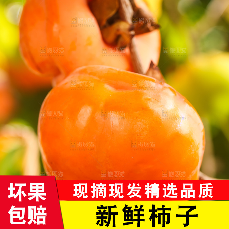 黑石板上放着易县磨盘柿