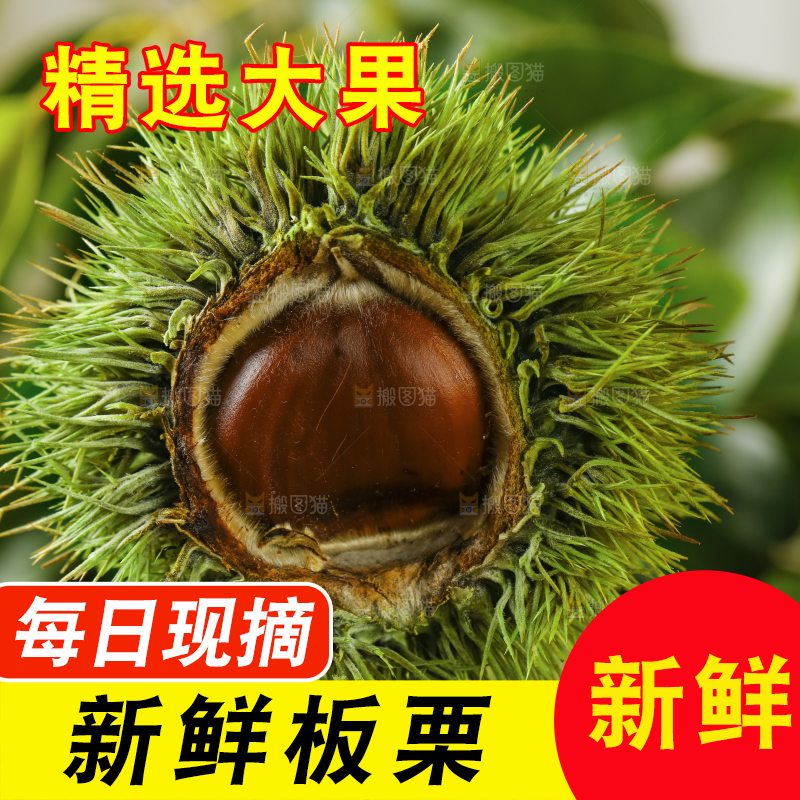 木底上的迁西板栗