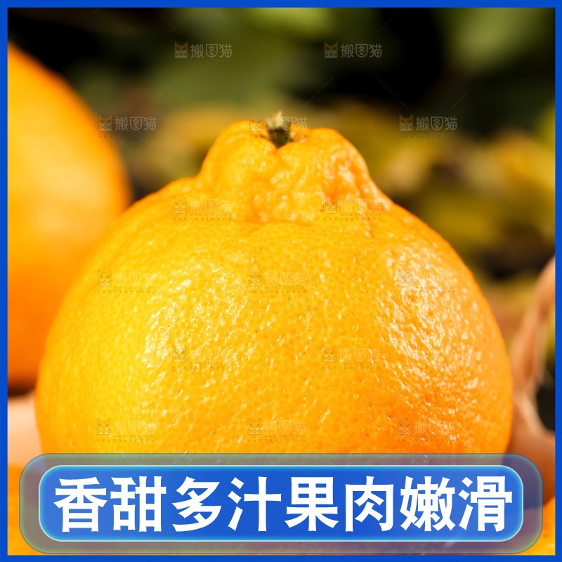 篮子里装着四川丑柑