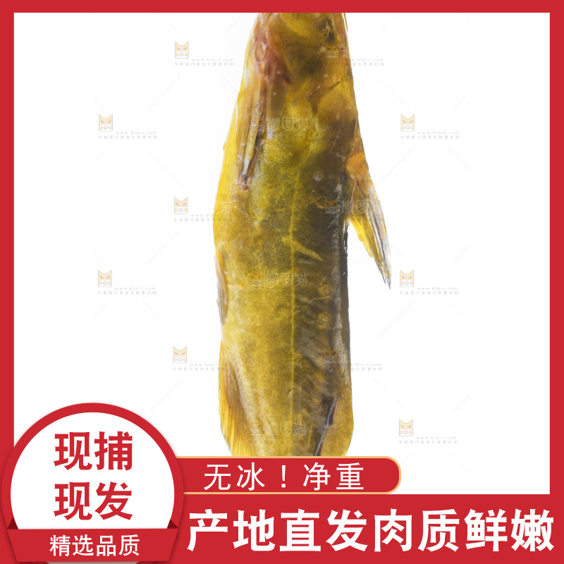 白底上放着黄蜂鱼