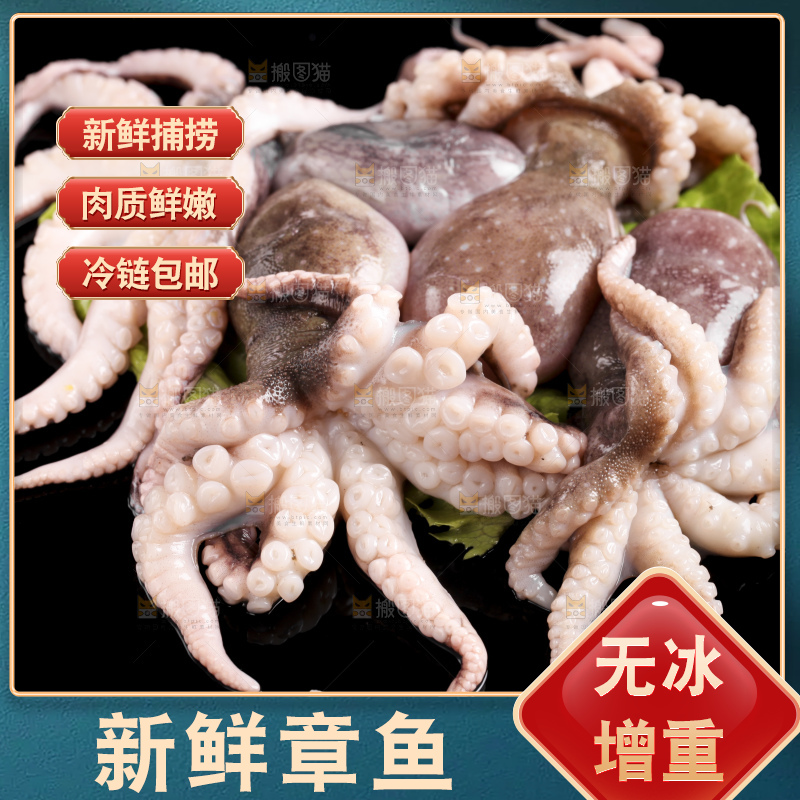 黑底上放着大连章鱼