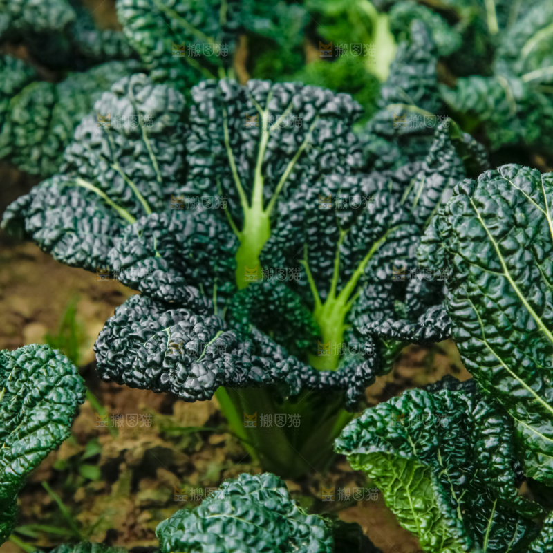 地里种着蔬菜