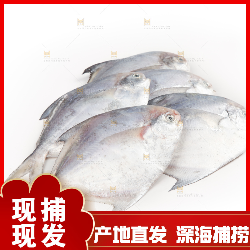 白底上的深海银鲳鱼