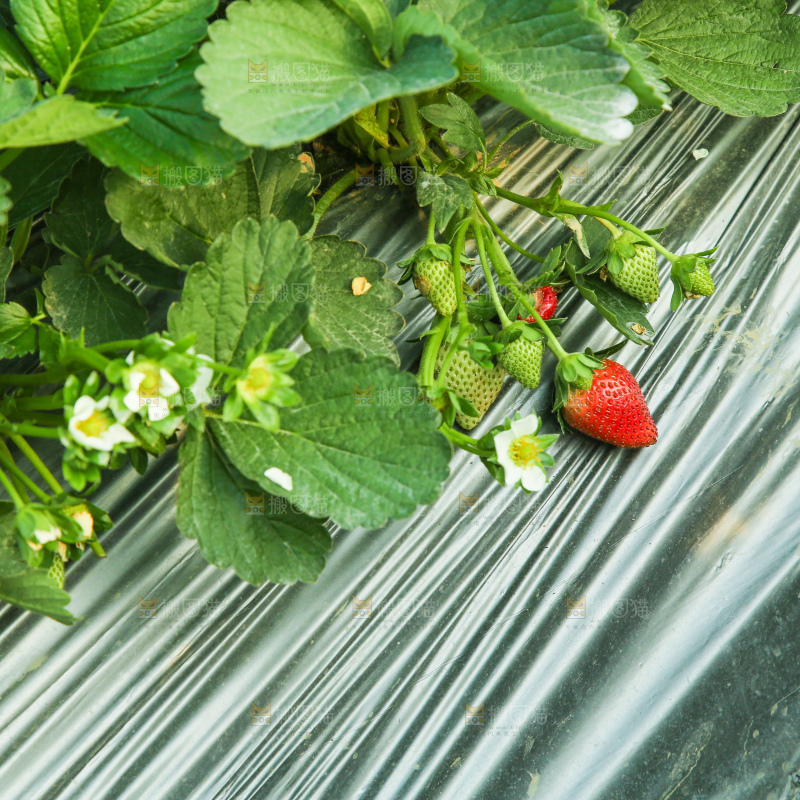 草莓种植基地