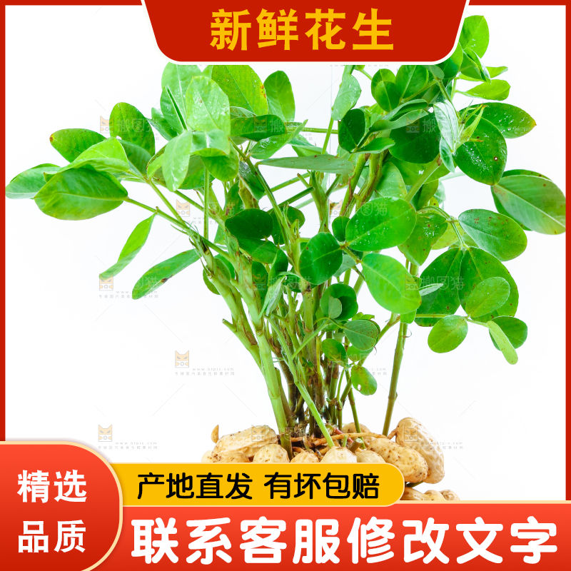 白底上一堆鲜花生