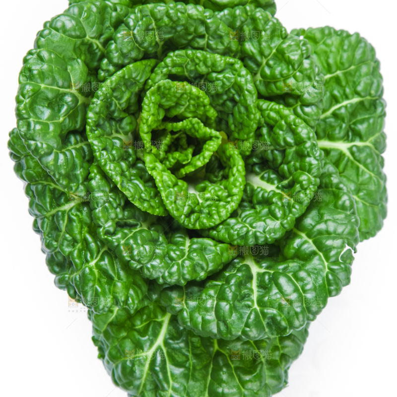 白底上的奶油白菜