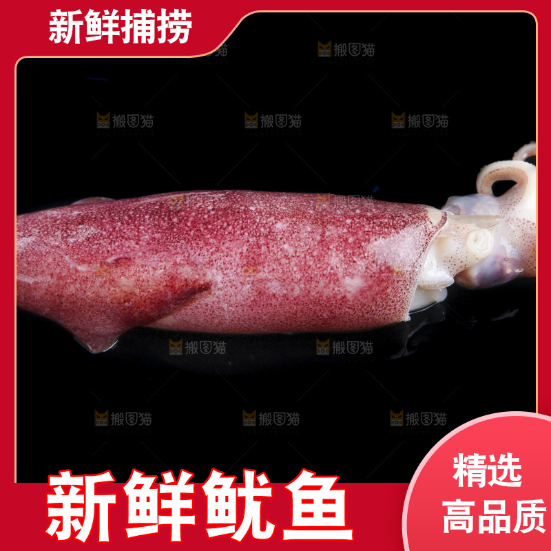 黑底上的鱿鱼筒