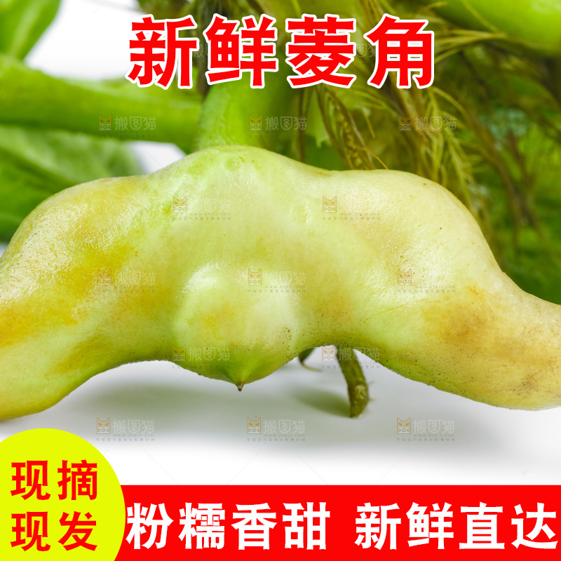 浅底上的新鲜菱角