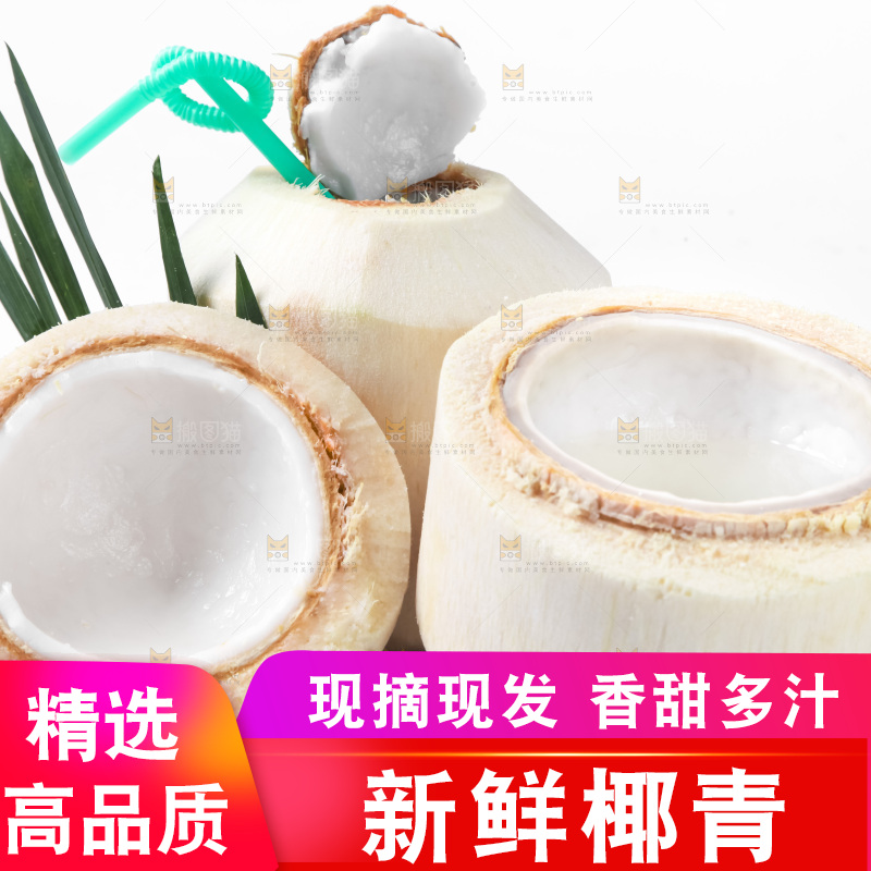 白底上青椰子