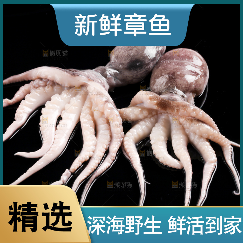 黑底上放着大连章鱼
