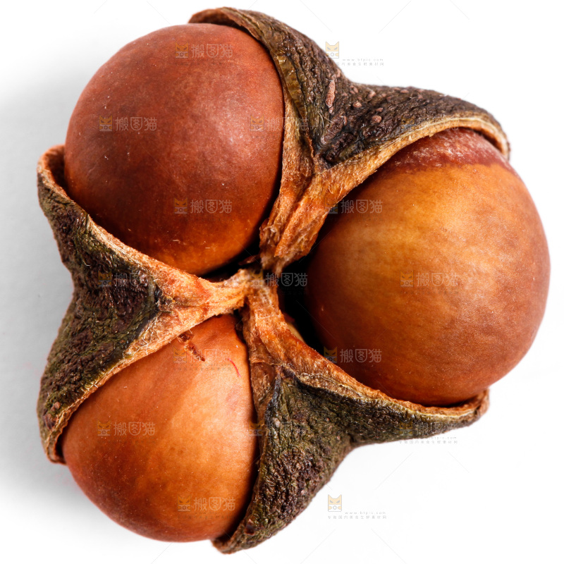 白底上的茶树果