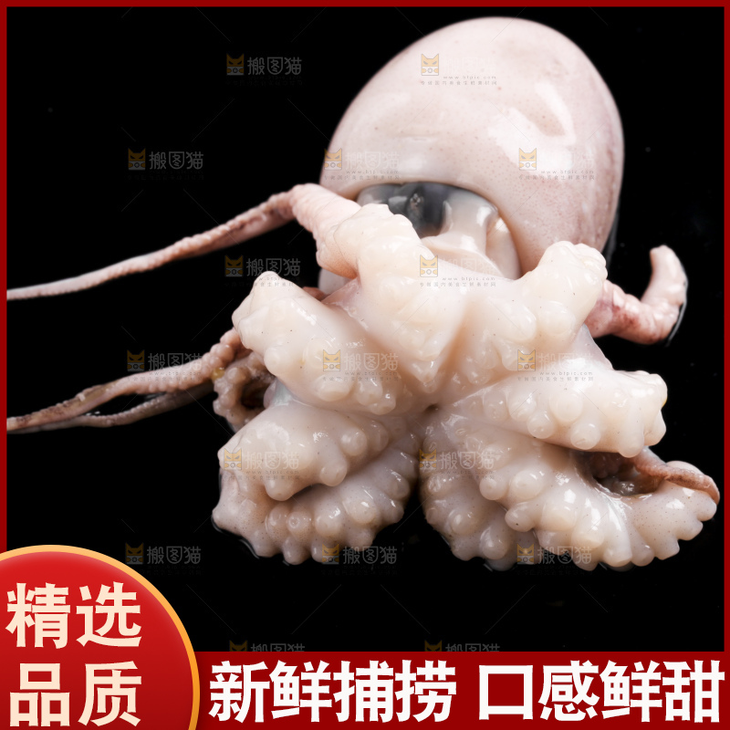 黑底上放着大连章鱼