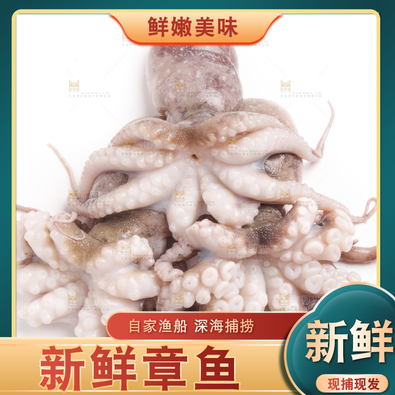 白底上的章鱼