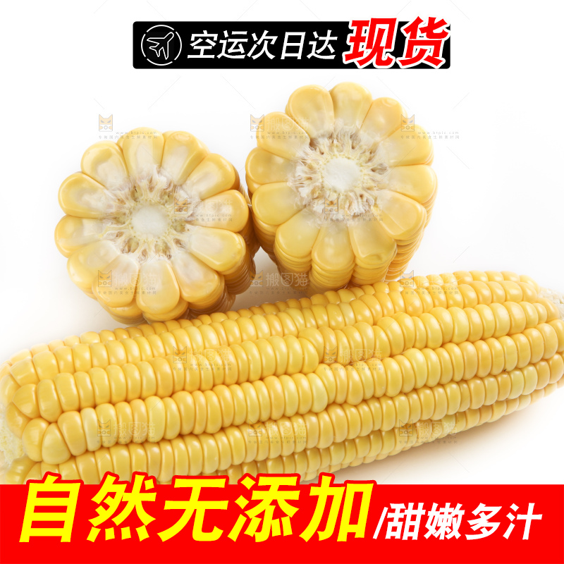 白底上的新鲜玉米
