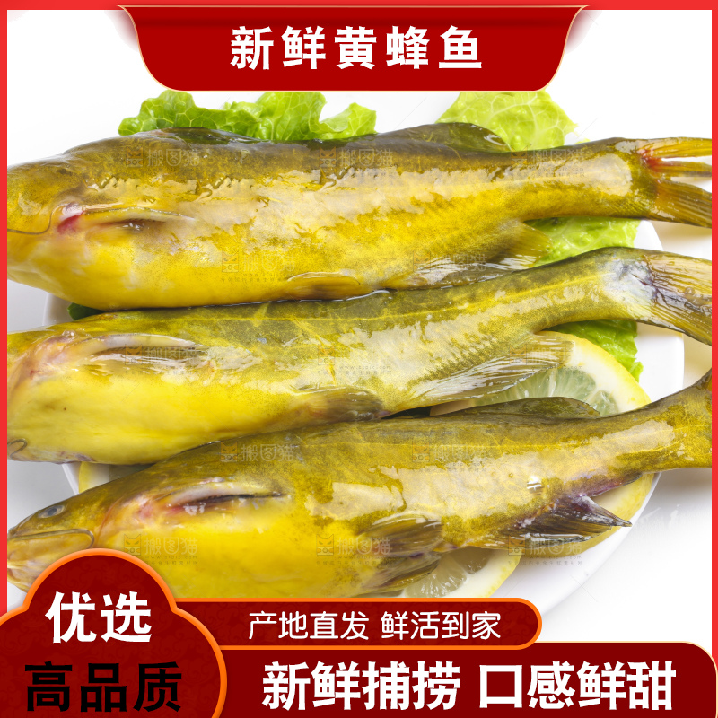 白底上放着黄蜂鱼